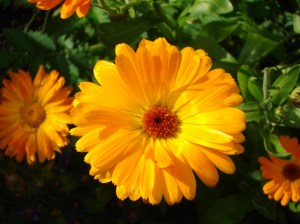 calendula officinalis