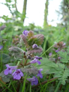 glechomahederacea6