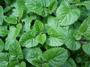 melissaofficinalis