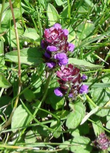 prunellavulgaris5