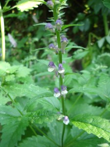 scutellarialaterifolia3