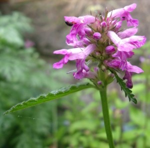 stachys betonica 2