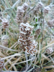 Self Heal seedheads (prunella vulgaris) Patches of this are utterly magical when covered in frost!