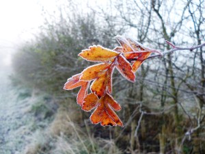 One of the last few hawthorn leaves clinging on for dear life - and an utterly gorgeous colour it is as well!