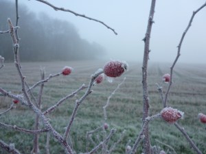 Frozen rosehips (Rosa canina)  these'll be great for syrups now, but oh so squidgy once they thaw...