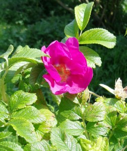 Japanese Rose, or Rosa rugosa