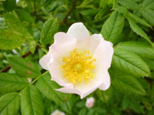 Eglantine Rose, or Sweet Briar