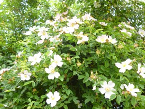 Hedge roses