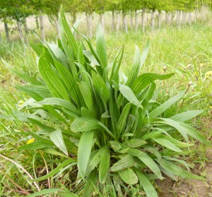 Plantain (Plantago lanceolata)