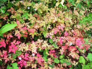Fairly classic signature on those leaves for blood related issues!   It doesn't always have this colouring - the stuff in my garden has it pretty easy so has no red leaf colouring at all.
