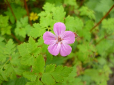 Herb Robert!