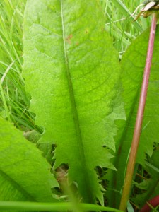 Dandelion, a wonder at helping to release trapped anger!