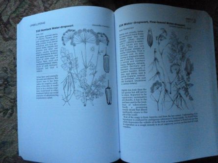 Lovely line drawings of dodgy umbelliferae...