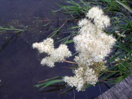 Meadowsweet growing over a local stream
