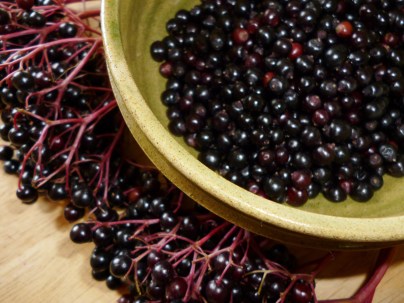 Elderberries - one of my favourite autumn fruits!
