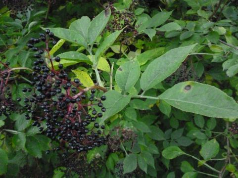 Elderberries on one of the local trees.