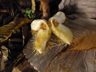 Sweet Chestnut casings