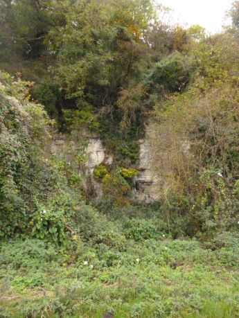 White chalk through the greenery, bone like and surprising.