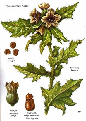 henbane