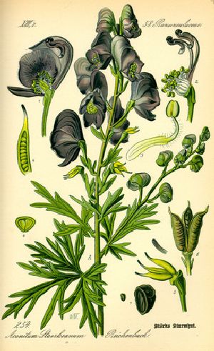 monkshood