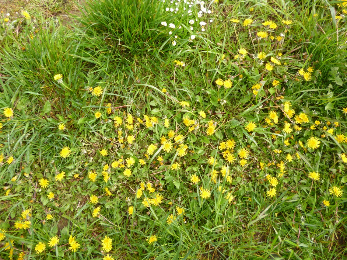 P1050839.JPG