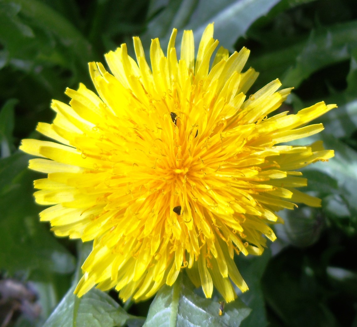 taraxacum2.jpg