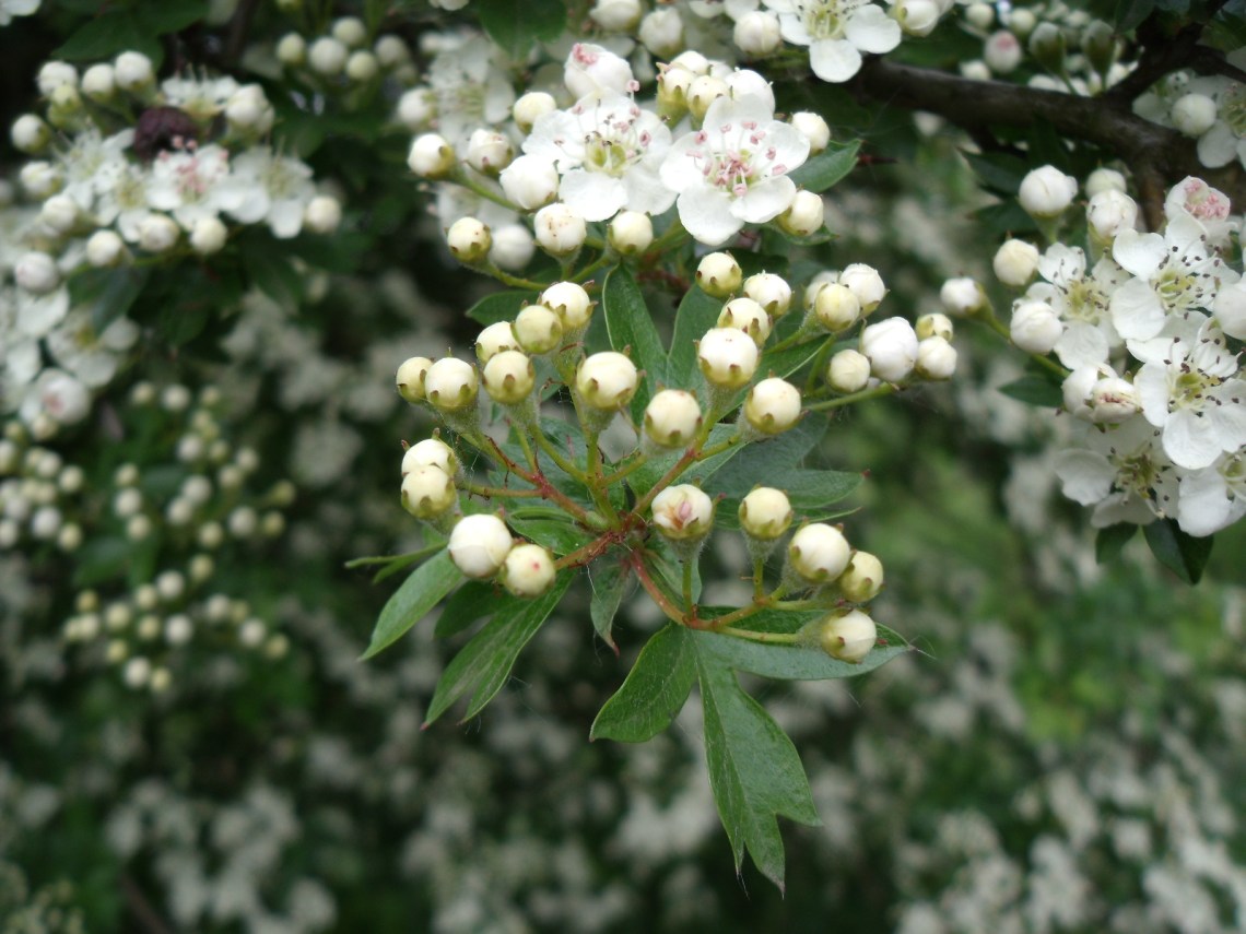crataegus monogyna 5